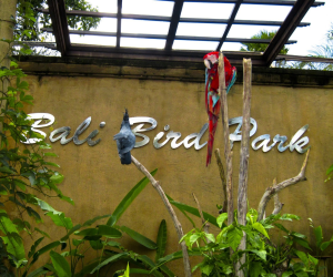 Bali Bird Park